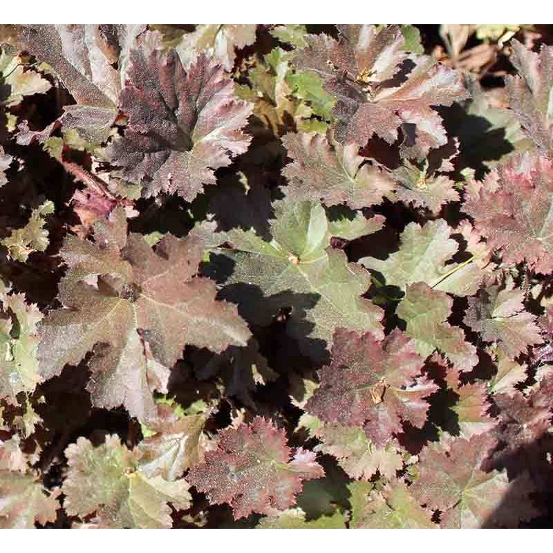 Heuchera Cappuccino