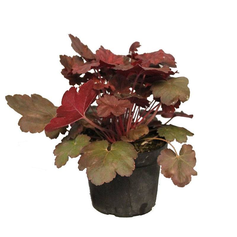 Heuchera Cappuccino