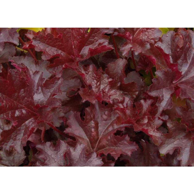 Heuchera Chocolate Ruffles