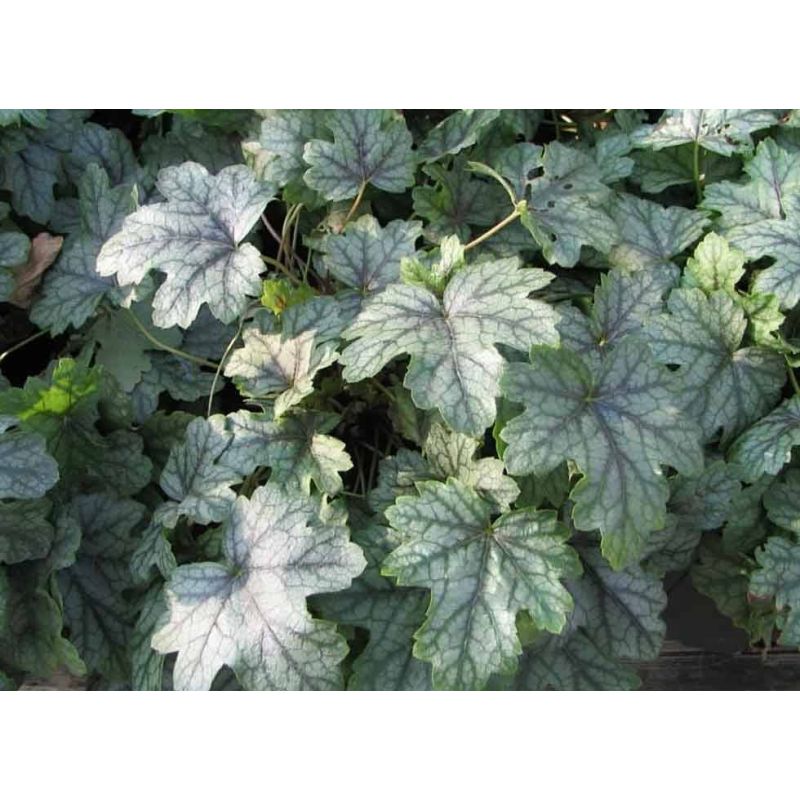 Heuchera Green Spice