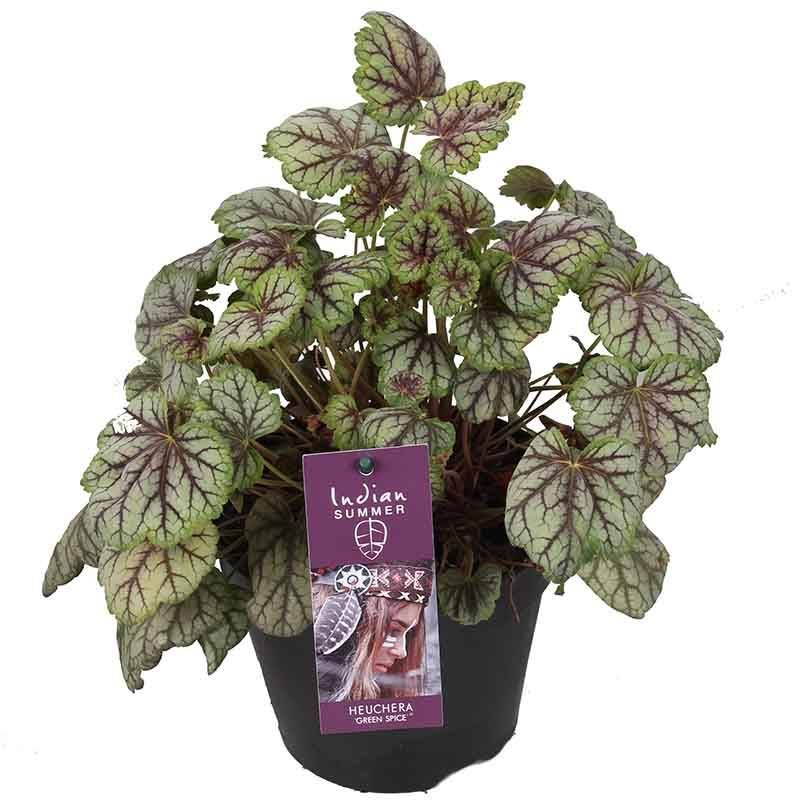 Heuchera Green Spice