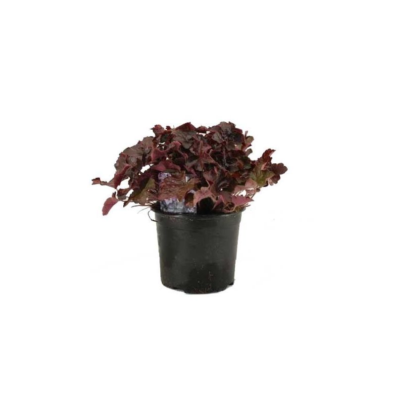 Heuchera Palace Purple