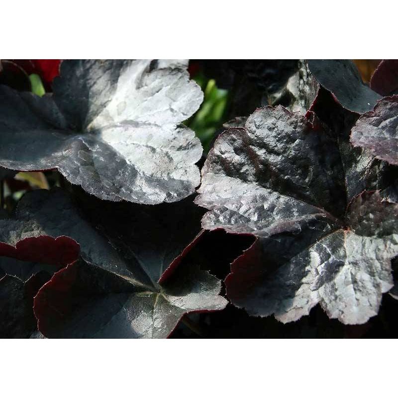 Heuchera Obsidian
