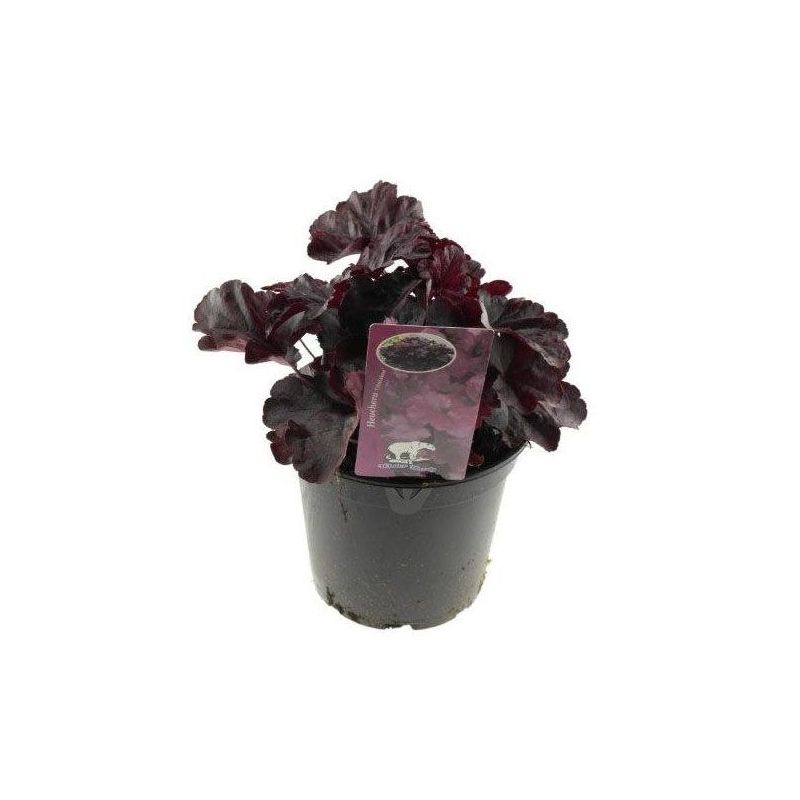 Heuchera Obsidian