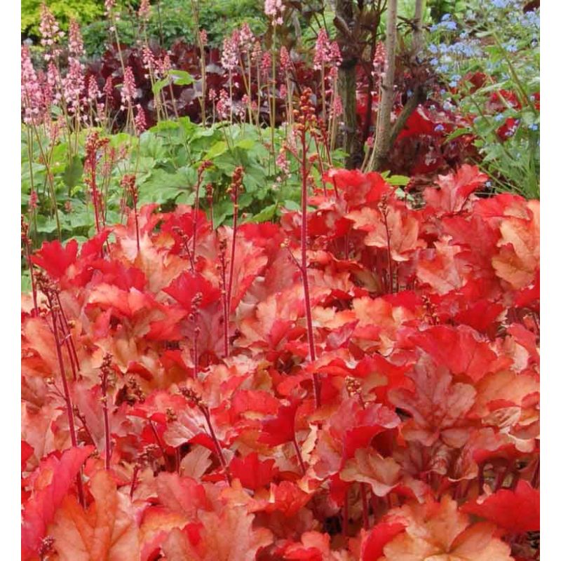 Heuchera Peach Flambe