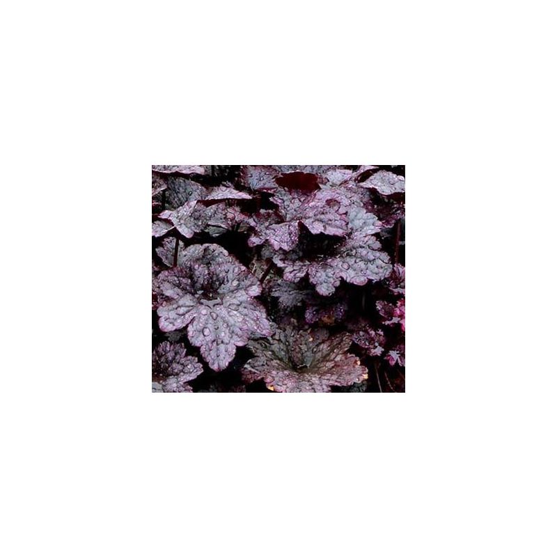 Heuchera Plum Pudding