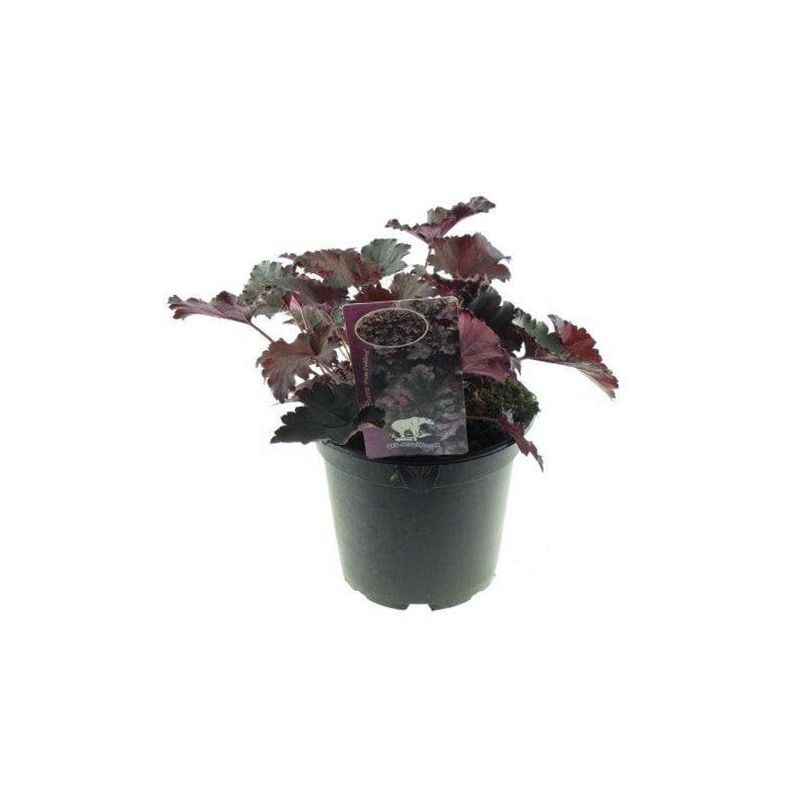 Heuchera Plum Pudding