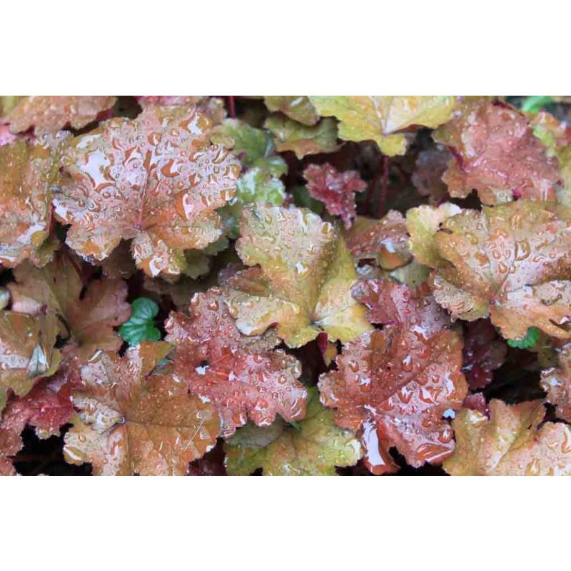 Heuchera Rachel