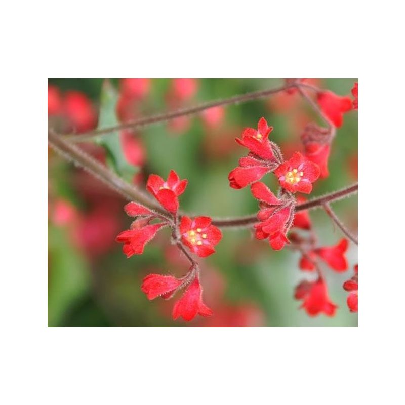 Heuchera Leuchtkafer