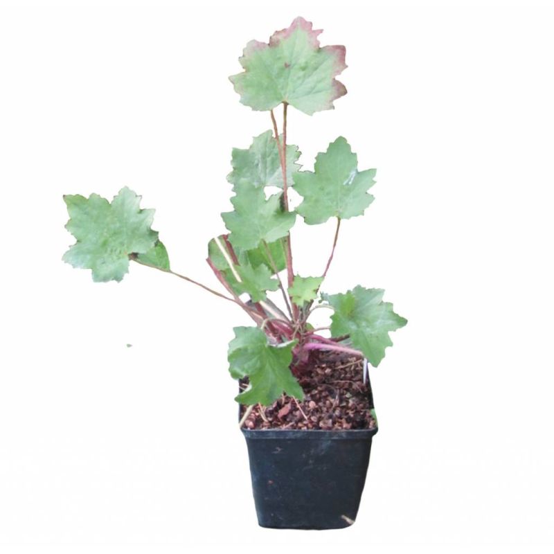 Heuchera villosa macrorrhiza 