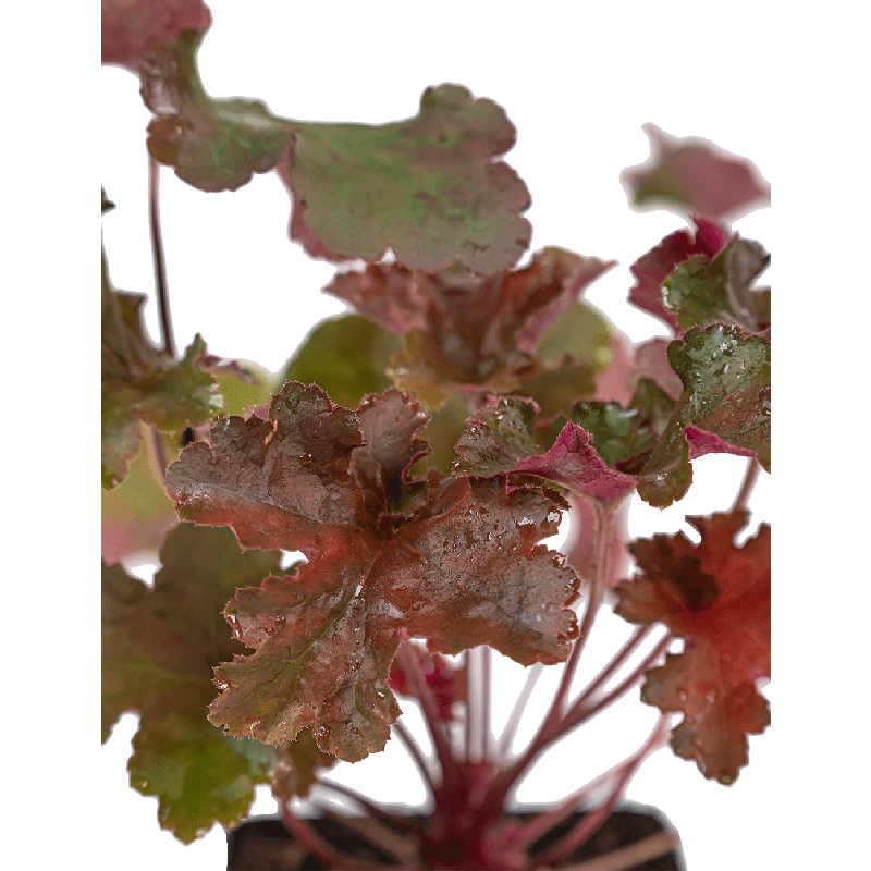 Heuchera Chocolate Ruffles
