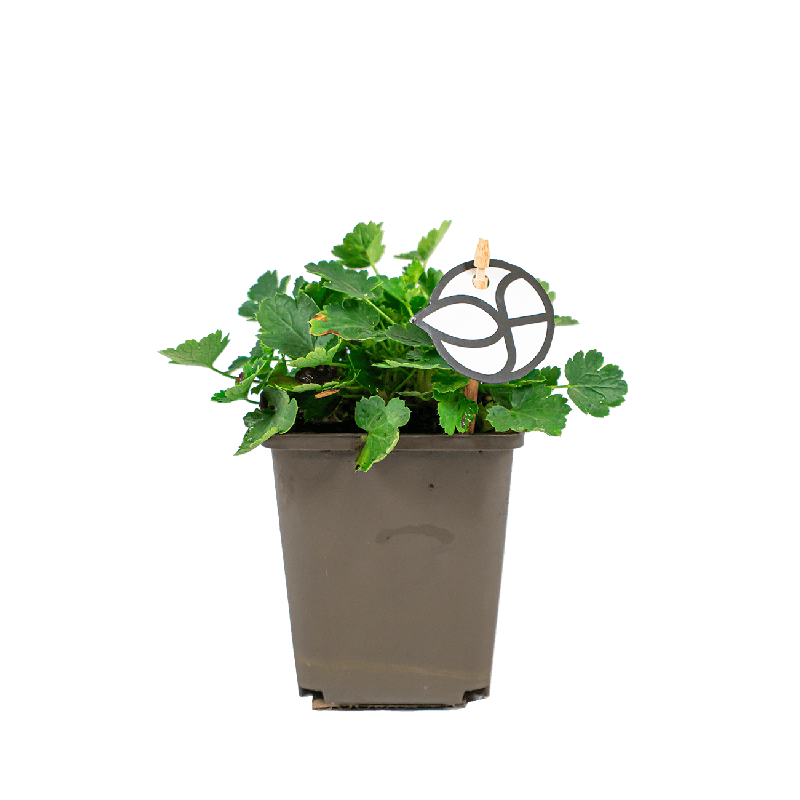 Heuchera Schneewittchen