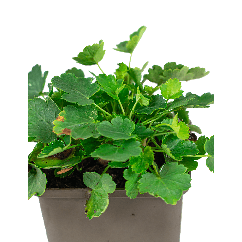 Heuchera Schneewittchen