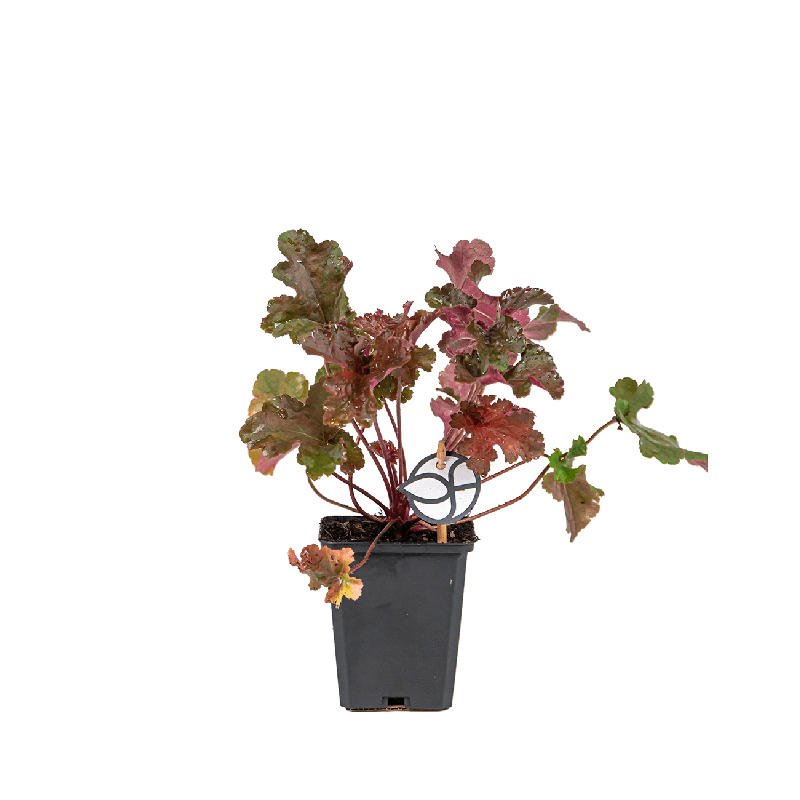 Heuchera Chocolate Ruffles