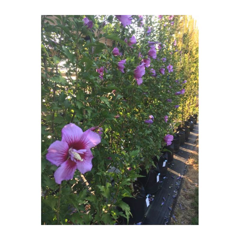 Hibiscus Syriacus Flower Tower Purple