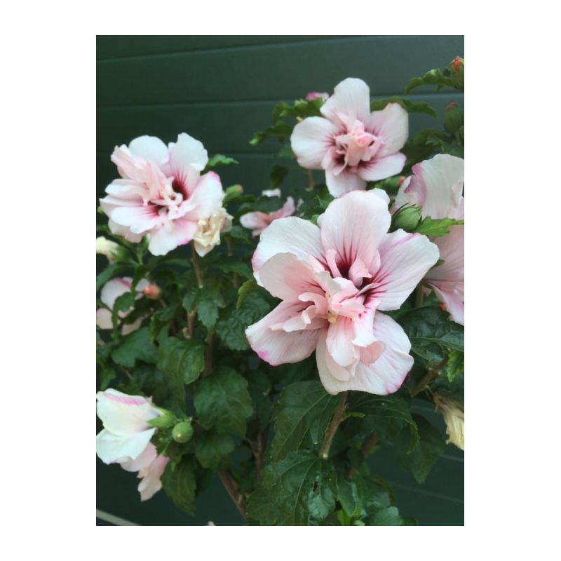 Hibiscus Syriacus Hamabo