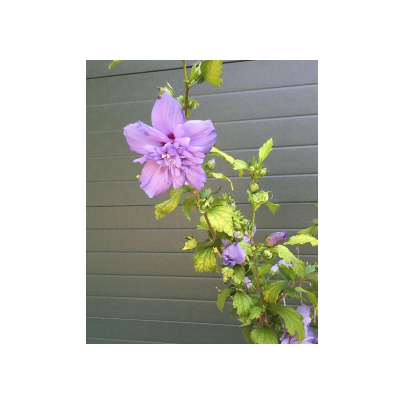 Hibiscus Syriacus Marina