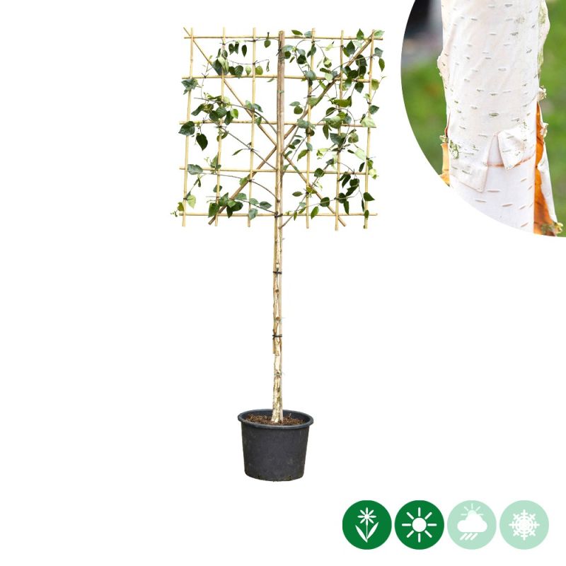 Betula Jacquemontii - leiboom laagstam