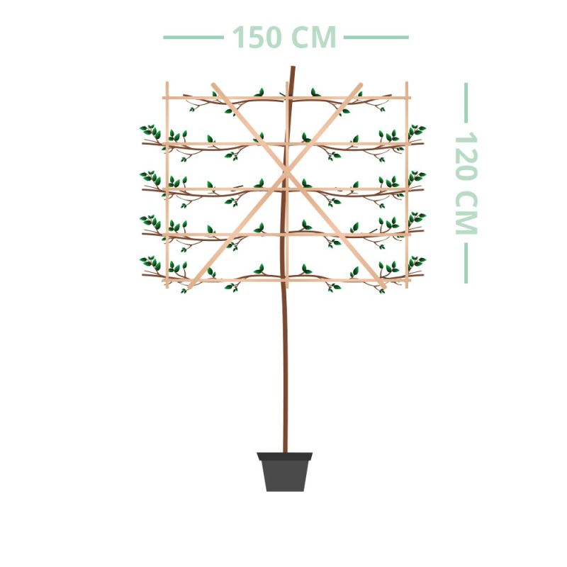 Platanus hispanica - leiboom