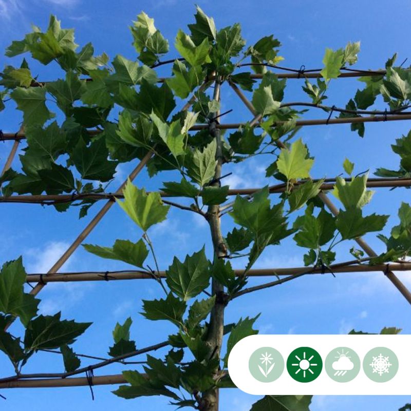 Platanus hispanica - leiboom