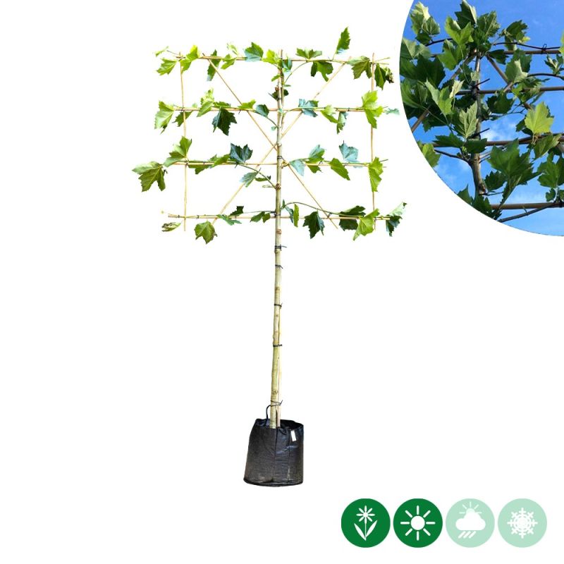 Platanus hispanica - leiboom