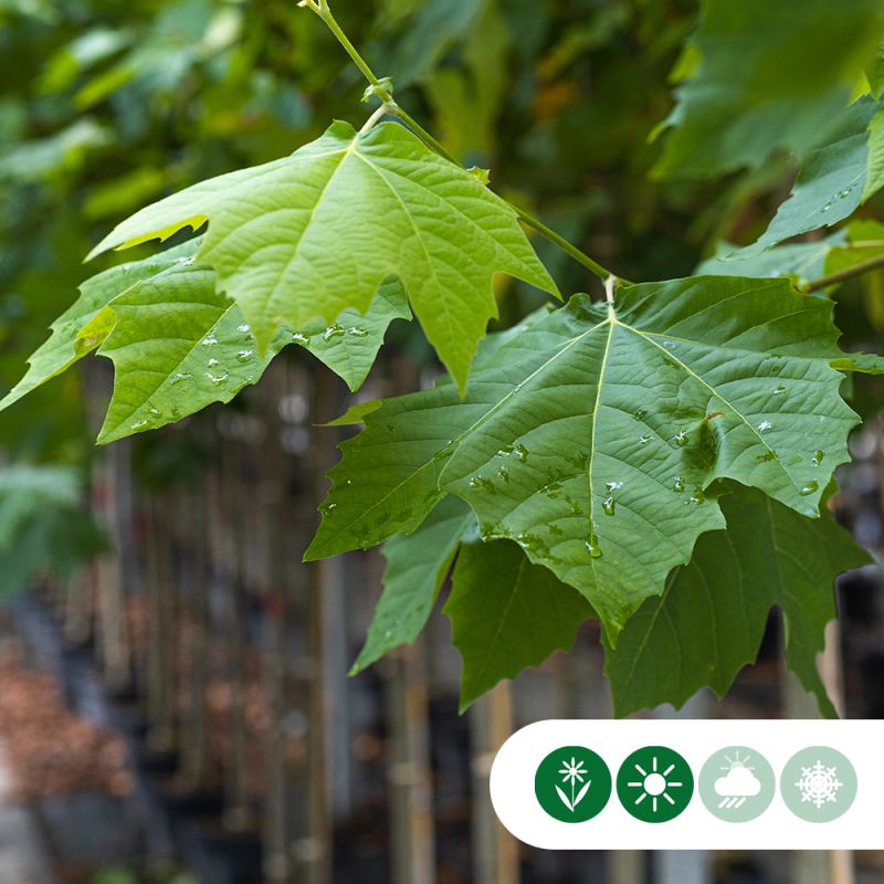Platanus hispanica 