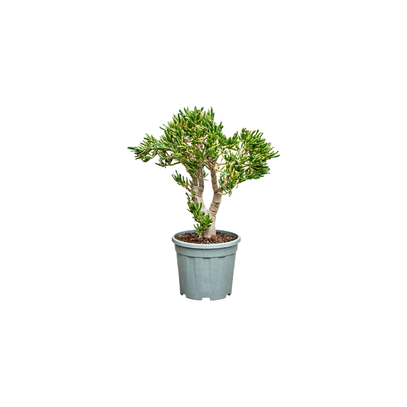 Crassula Hobbit op stam