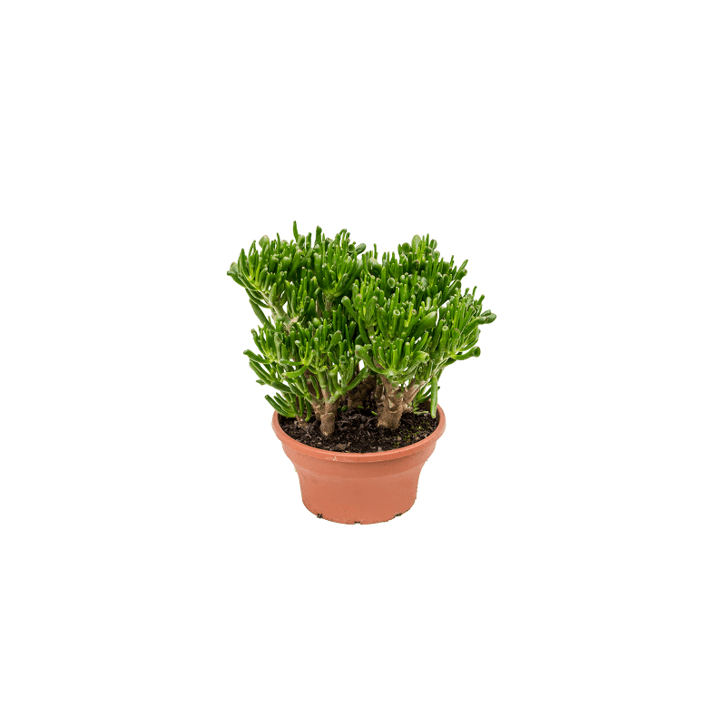 Crassula Hobbit