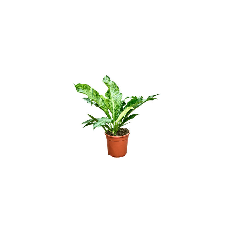 Anthurium Variegata