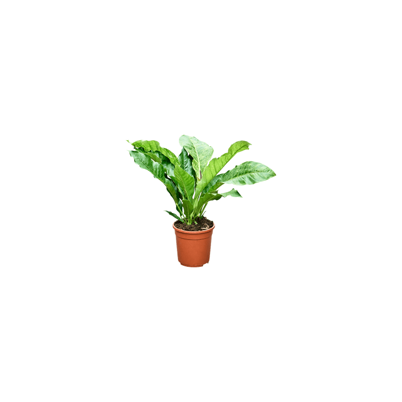 Anthurium Variegata