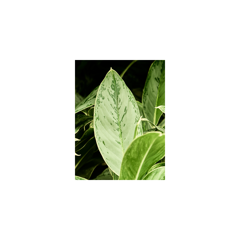 Aglaonema Horizon