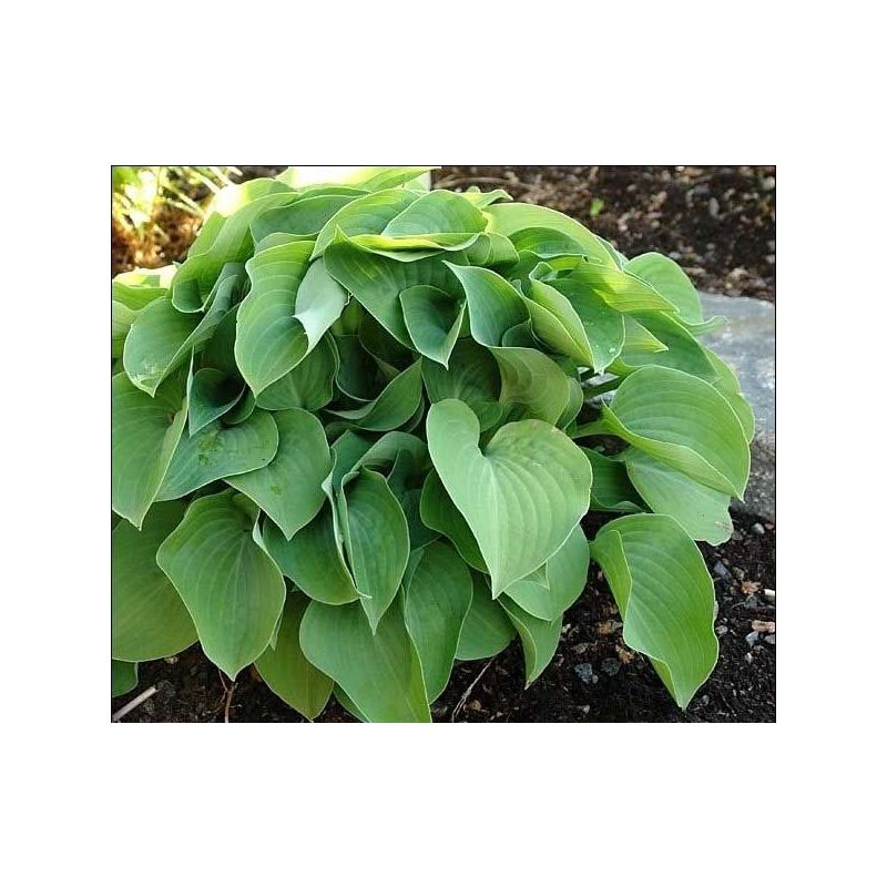 Hosta 'Blue Cadet'