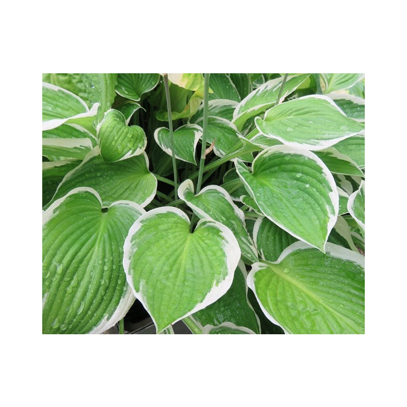 Hosta fortunei 'Francee'