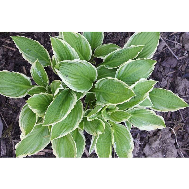 Hosta undulata 'Albomarginata'