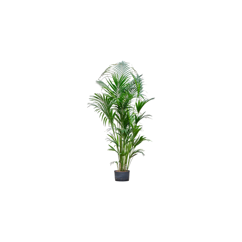Kentia Howea 220 cm