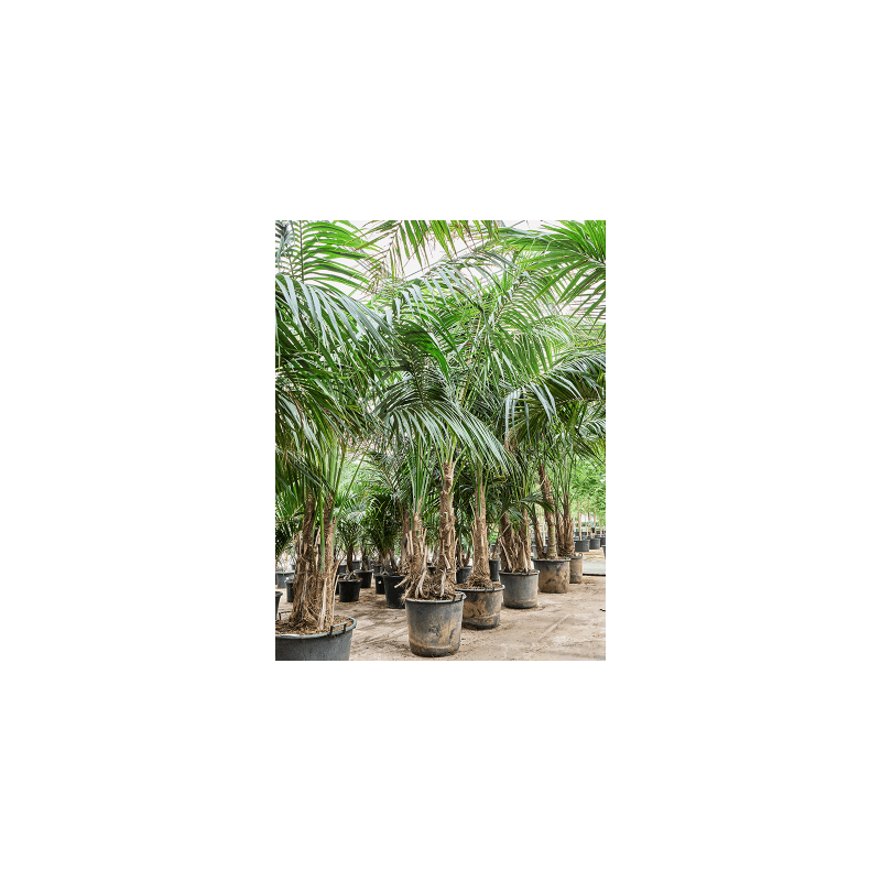 Kentia Howea - 2-stam