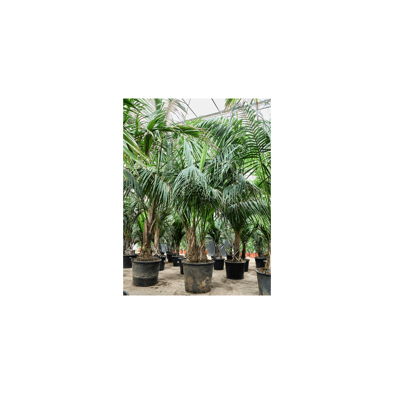 Kentia Howea - 2-stam