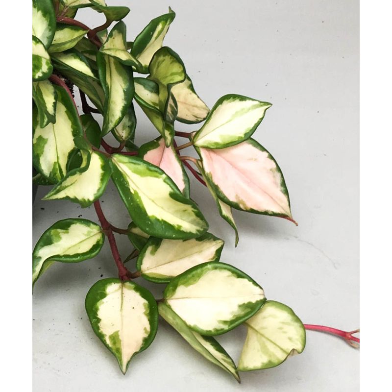 Hoya Carnosa Tricolor