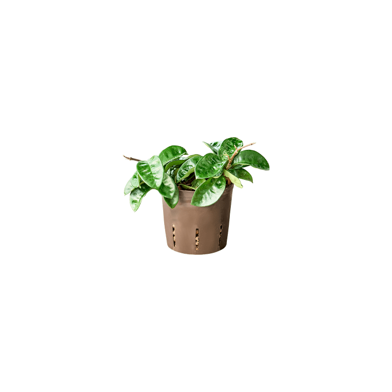Hoya carnosa