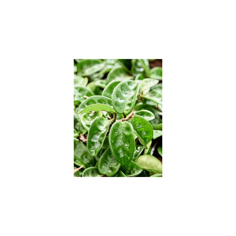 Hoya carnosa