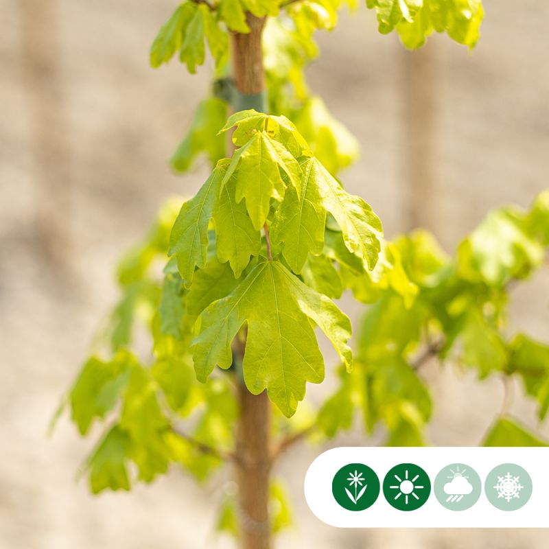Acer Huibers Elegant - volgroeid