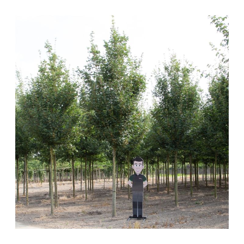 Acer Huibers Elegant - volgroeid