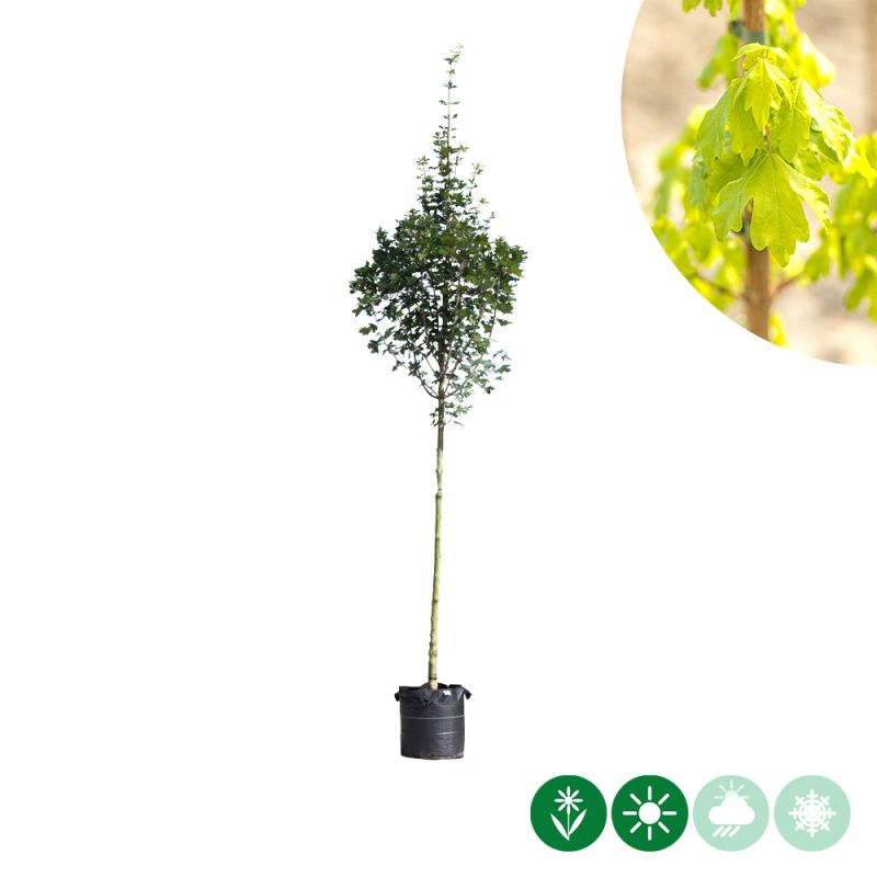 Acer Huibers Elegant - volgroeid
