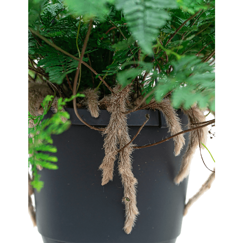 Humata teyermanii