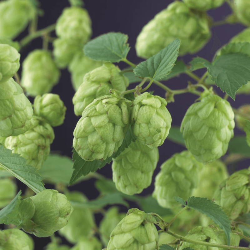 Humulus lupulus