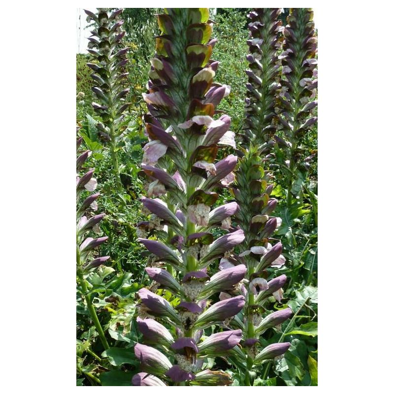 Acanthus hungaricus