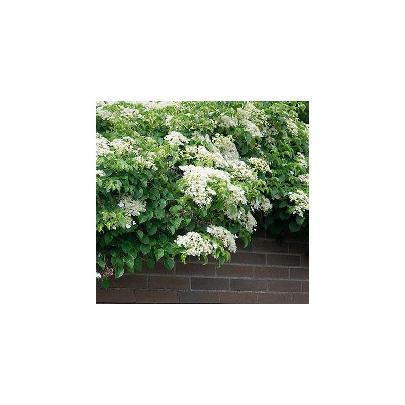 Hydrangea Anomala Petiolaris
