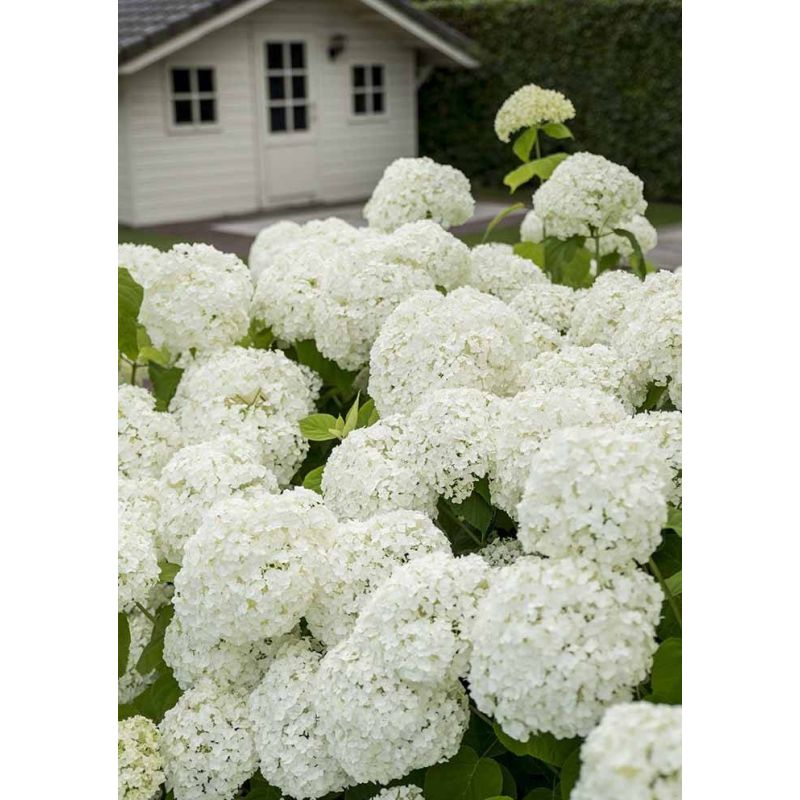 Hydrangea Arborescens Strong Annabelle