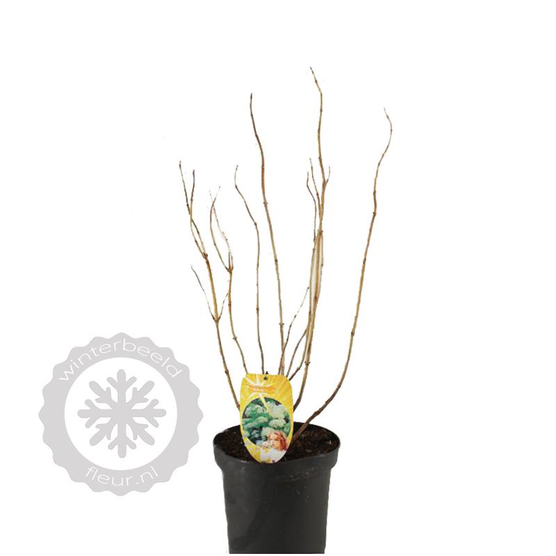 Hydrangea Strong Annabelle