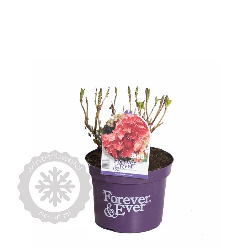 Hydrangea Macrophylla Rood